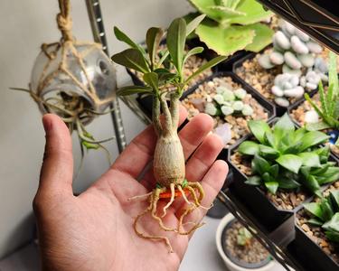 Adenium Caudex and Root Trainer
