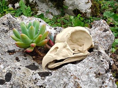 Vulture skull