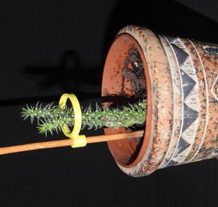 Plant Support (OpenSCAD)