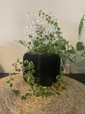 Bubble plant support