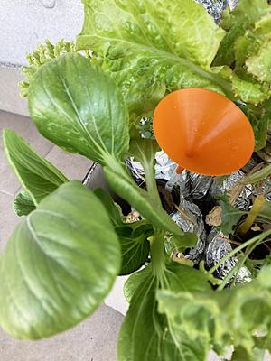 Tiny funnel that fits 6mm disposable straw (for Kratky hydroponics)