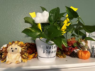 Cloud and Lightning Plant Supports and Waterer