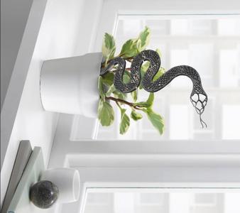 Snake Plant Climber