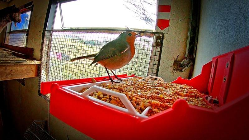 Bird Feeder Table - With Removable Tray Selection