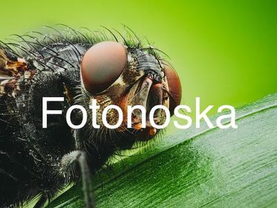 Fly Lithophane