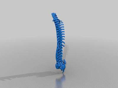 Whole Spine Anatomy Model