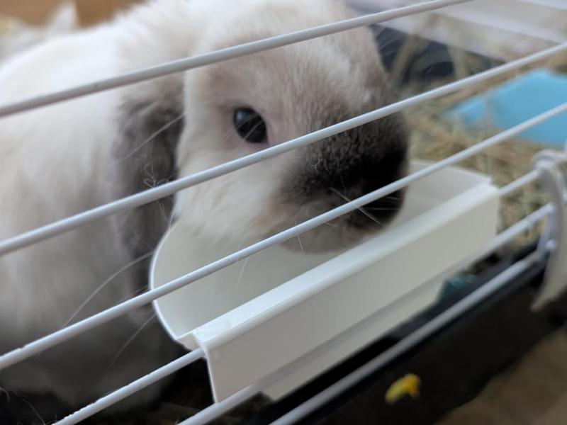 Hanging Feeder/Water Dispenser for Your Pet