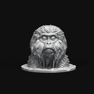 Snow Monkey