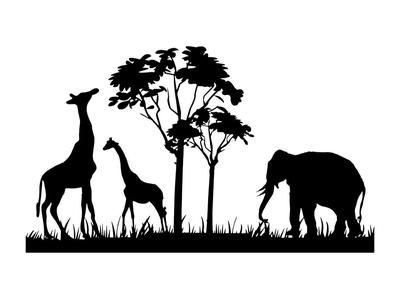 Safari 