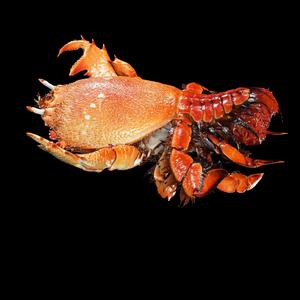 CRAYFISH Spiny Lobster Japonicus PRAWN LOBSTER CrayFish Cambaroide Japonicus ANATOMY CARP WATER RIVER OCEAN SEA ANIMAL CARP SALMON SHARK FISH 3D OCEAN REPTILE M frog Crab
