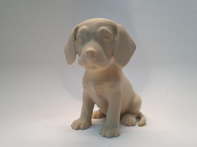 cute Beagle puppy