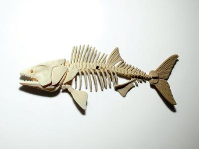 Barracuda Bone Wall Display