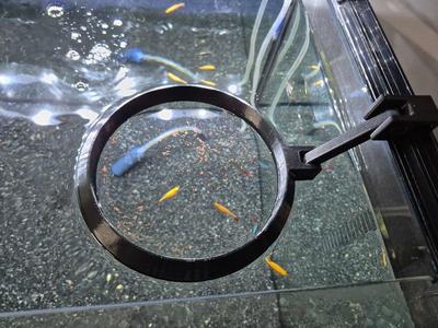 Aquarium - Fish Feeding Ring