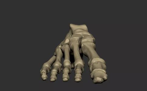 Feet Skeleton