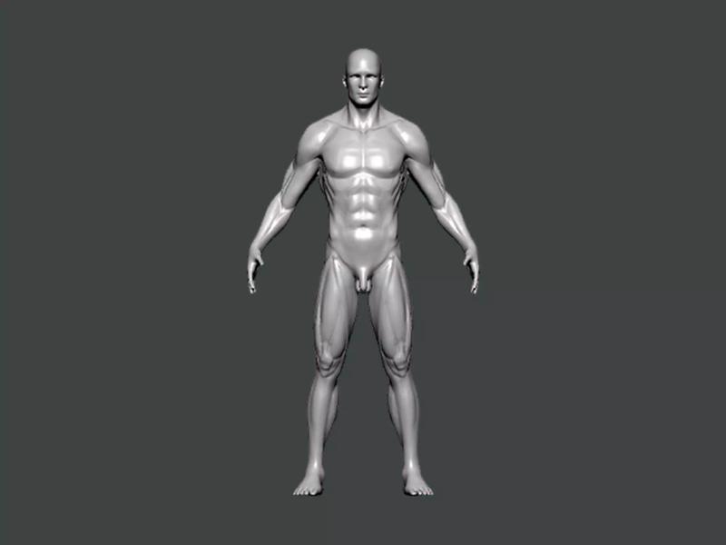 3D Model-ANATOMY0030 human body