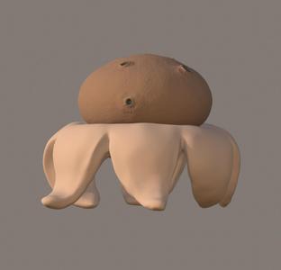 Myriostoma coliforme (fungus)