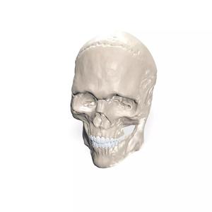 SKULL SKELETON ANATOMY BONES