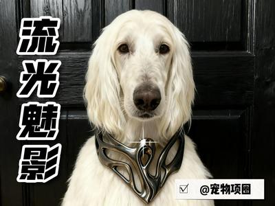 [Flowing Light, Enchanting Shadow] Pet Collar
