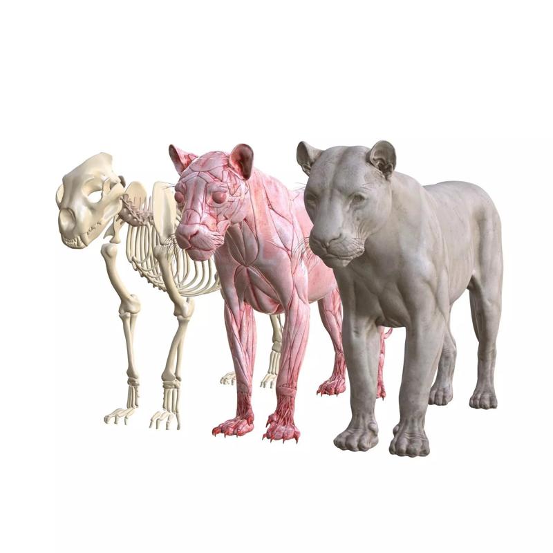 LION BONES ANATOMY SKELETON MUSCLE FELINE LIONESS