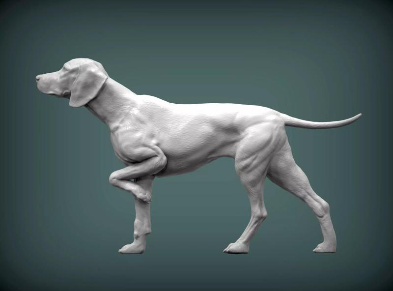 Hungarian vizsla  Dog 3D print model bas-relief