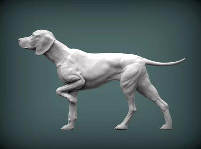 Hungarian vizsla  Dog 3D print model bas-relief