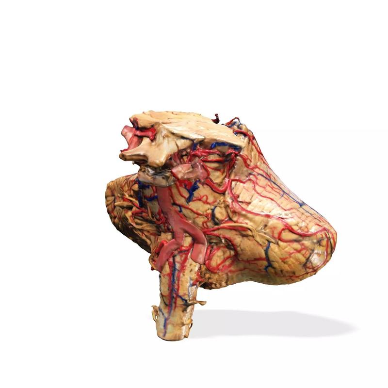 Cerebellum Injected ANATOMY HUMAN CIRCULATORY SYSTEM VEINS