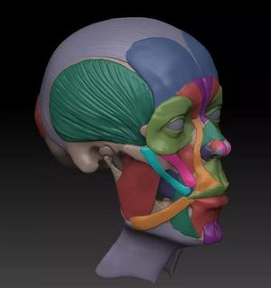 muscles human head showing facial