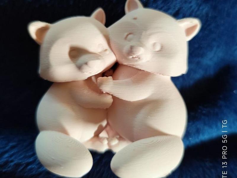 Loving Raccoon Couple