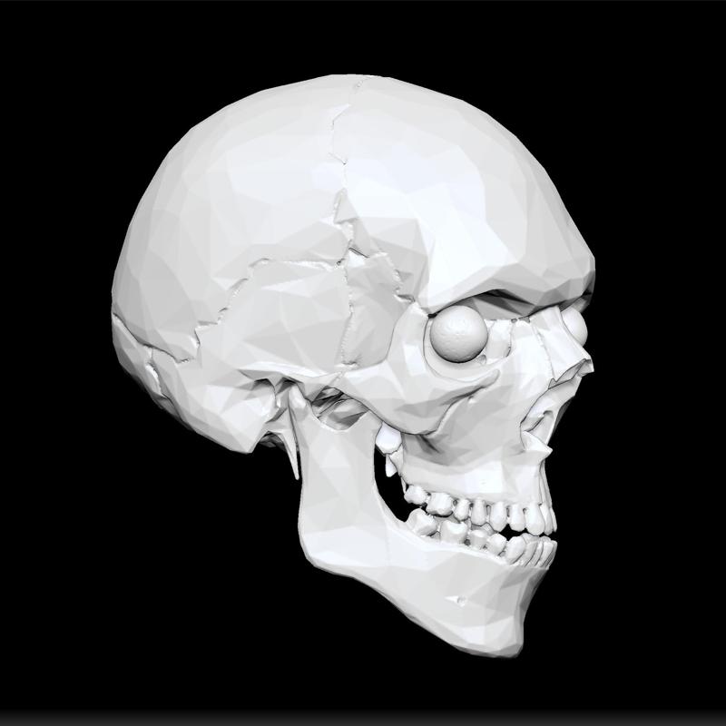 head skeleton medical anatomy