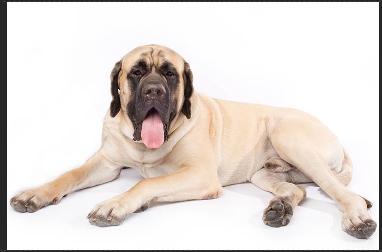 model of max the dog Mastiff