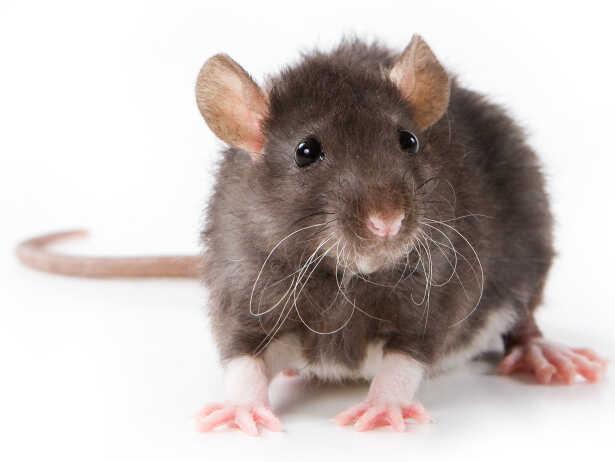 high quality and effort rat