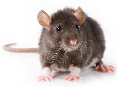 high quality and effort rat