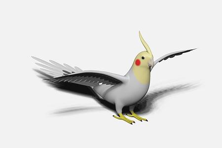cockatiel