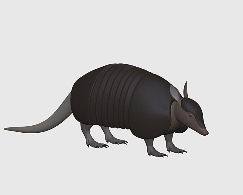 armadillo