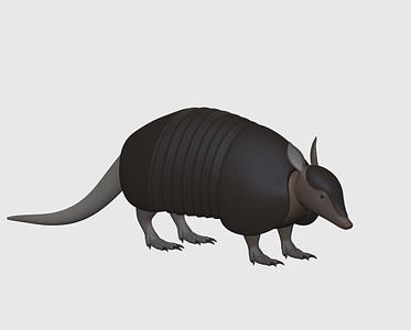 armadillo