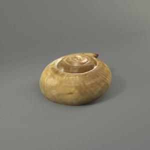 Bekkochlamys quelpartensis