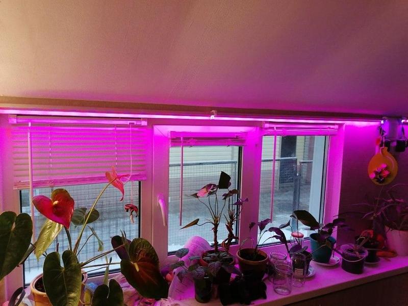 Phytolamp from LED strip and aluminum corner 20x20
