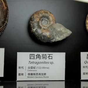 Tetragonites Sp.