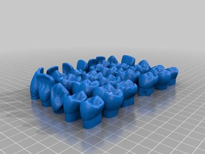 full set of adult teeth