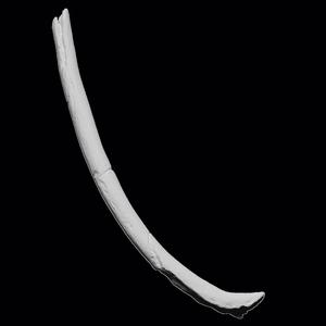 Brown Bear Rib showing sign of impact with arrowhead