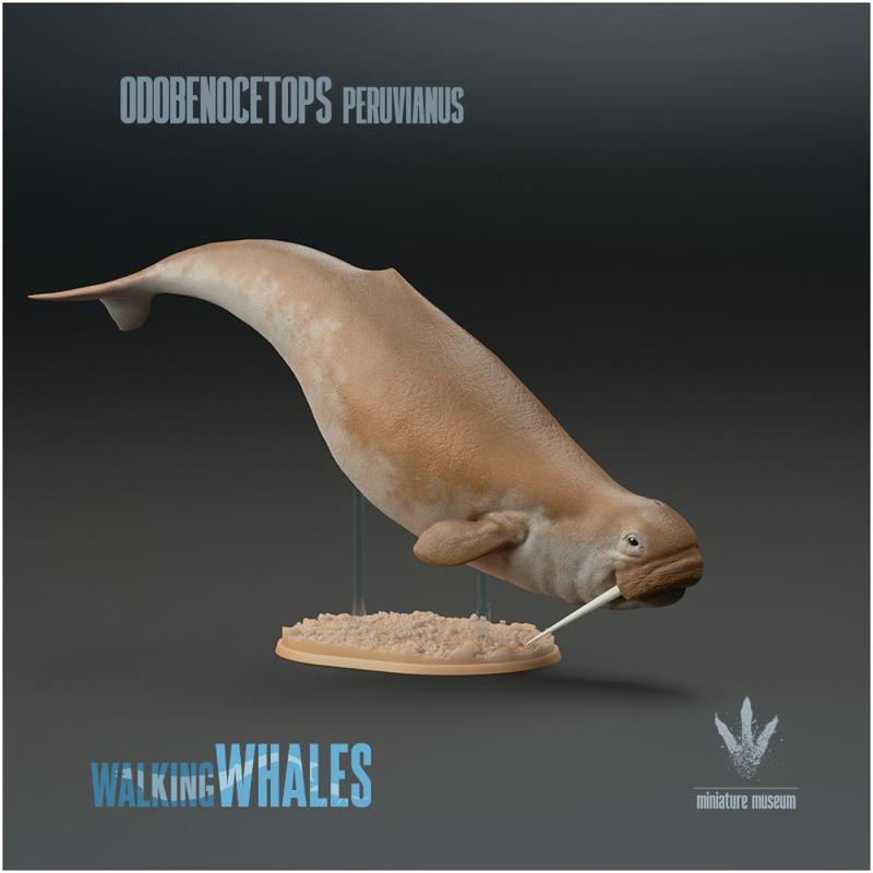 Odobenocetops peruvianus : The Walrus Dolphin