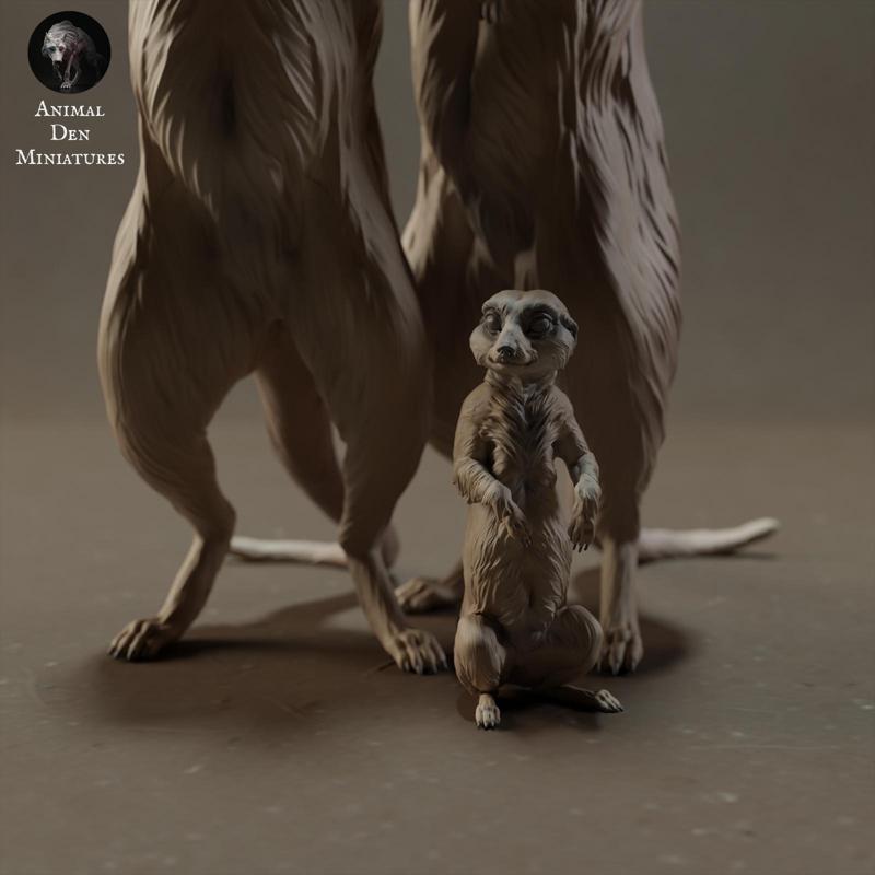 Meerkat Family