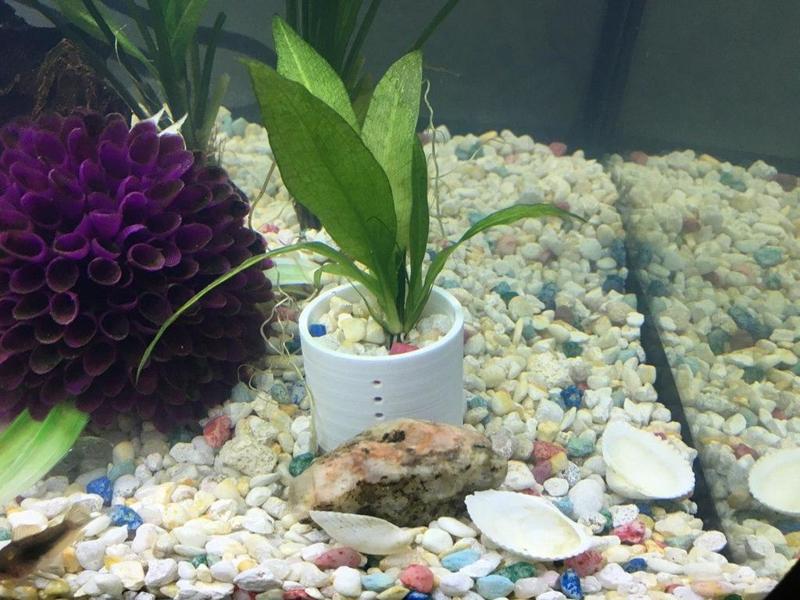 Aqua Plant Pot