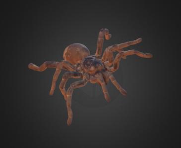 King Baboon Tarantula