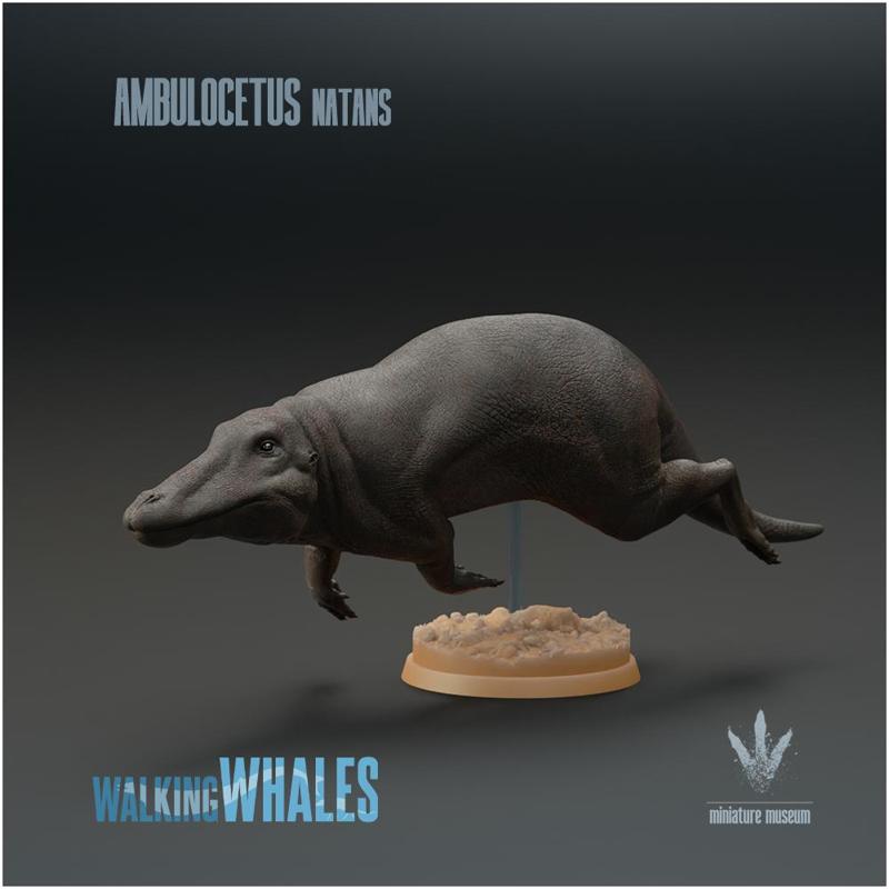Ambulocetus natans : The Walking Whale