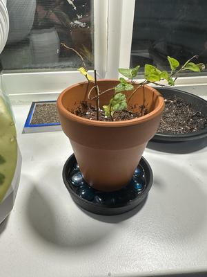 Humidity Tray / Pebble Tray / Drip Tray