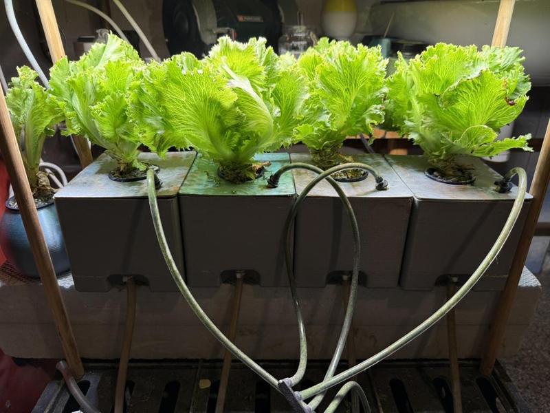 Aeroponic Growing System