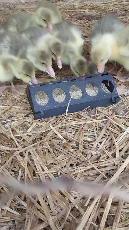 Chick Feeder