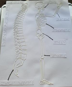 Tactile image: skeleton (side) & spine