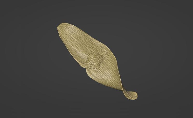 Ailanthus Seed 3D Scan